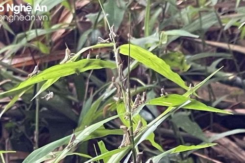 Châu chấu gây hại cho rừng mét ở huyện Tân Kỳ