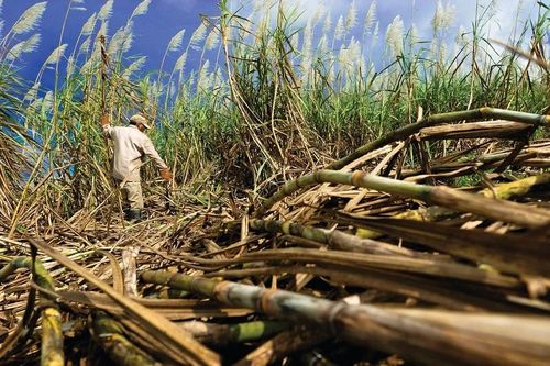 Cuba nhiều khả năng phải nhập khẩu đường do sản lượng mía đường giảm mạnh