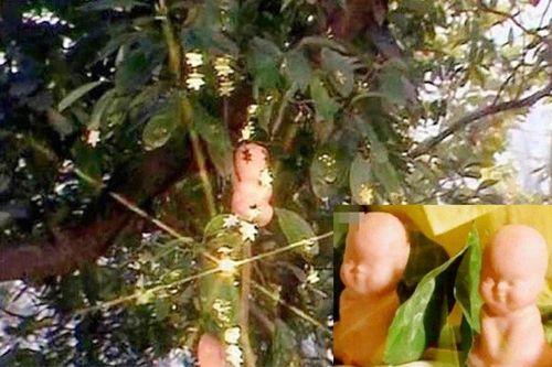 Quả nhân sâm nghìn năm trong Tây du ký 1986 và sự thật bất ngờ?