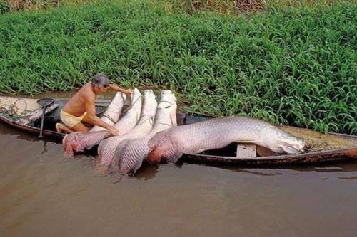 Loài cá 'ngu ngốc' nhất thế giới: Tự dâng mình cho con người, suýt bị tuyệt chủng vì thói quen này!