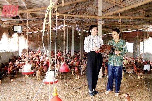 Liên kết chăn nuôi gà bền vững