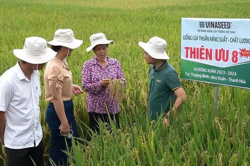 Hội thảo đầu bờ giống lúa Thiên ưu 8 thế hệ mới tại xã Thượng Ninh