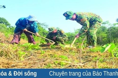 Cây khoai mán lòng vàng ở Ché Lầu
