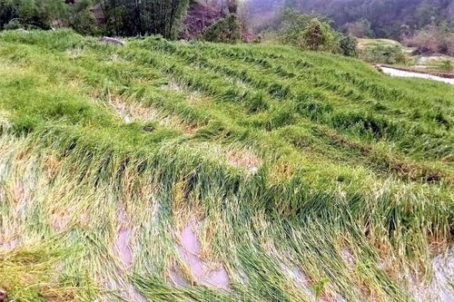 Mưa đá, lũ quét gây thiệt hại ở Mường Pồn