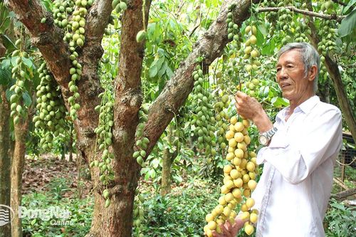Giữ vùng đặc sản dâu da An Phước