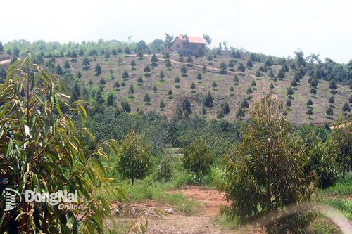 Nhà nông tiếp tục mong mưa