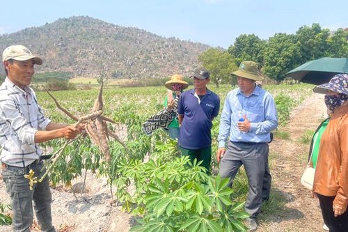 Thành 'tỷ phú nông dân' nhờ chuyển đổi cây trồng
