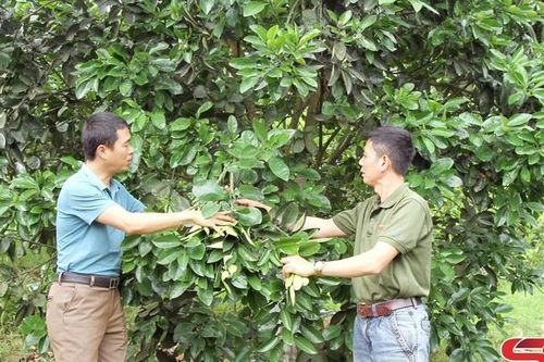 Duy trì hiệu quả hoạt động của các hợp tác xã