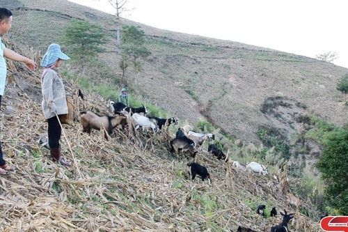Phát triển chăn nuôi theo hướng bền vững