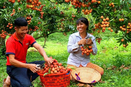 Sản lượng vải thiều Bắc Giang năm 2024 có thể đạt 100.000 tấn