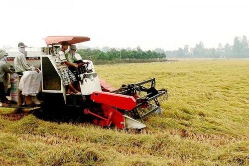 Cần Thơ: Đến năm 2030 đạt 48.000ha lúa chất lượng cao và phát thải thấp