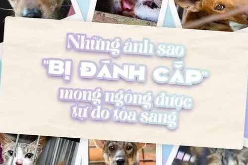 Dự án cộng đồng 'Đưa em về nhà' nói không với 'bạo lực, ăn thịt chó mèo''