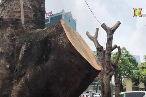 Hàng cây trên phố Duy Tân bị cắt trụi cành lá