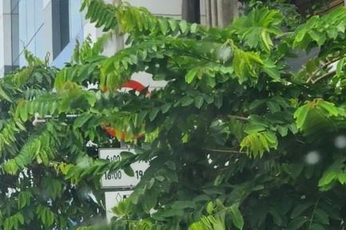 TPHCM: Biển báo bị che khuất ở ngã tư Nguyễn Văn Cừ - Trần Hưng Đạo 'đánh đố' tài xế