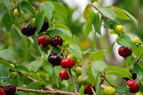 Những loại quả hiếm trên thế giới, nhưng mọc dại ven đường ở Việt Nam
