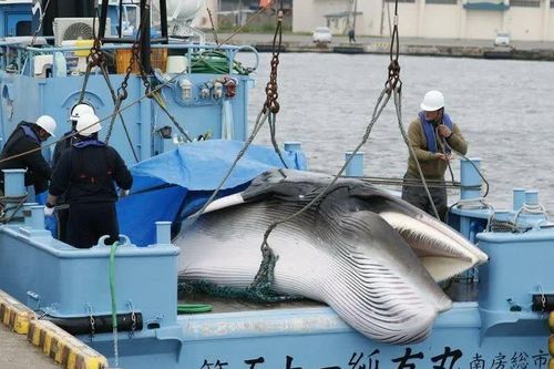 Nhật Bản bổ sung cá voi vây vào danh mục đánh bắt thương mại