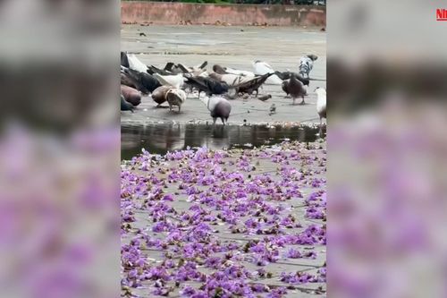Màu tím hoa bằng lăng khiến nhiều người không thể rời mắt