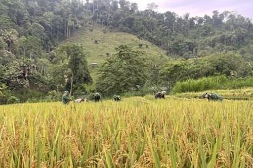 Bộ đội Biên phòng tỉnh Nghệ An giúp người dân thu hoạch lúa