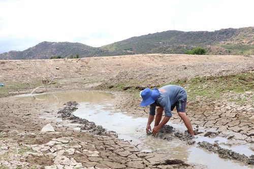 Tỉnh Ninh Thuận, Khánh Hòa: Hàng ngàn hecta đất nông nghiệp, cây trồng bị ảnh hưởng do hạn hán