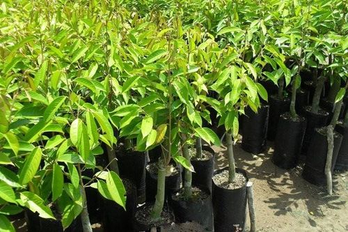 Cây giống sầu riêng mua bán sôi động, giá đang tăng ở Cần Thơ