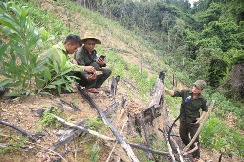 Nhiều diện tích rừng phòng hộ ở Quảng Trị bị phá để trồng keo