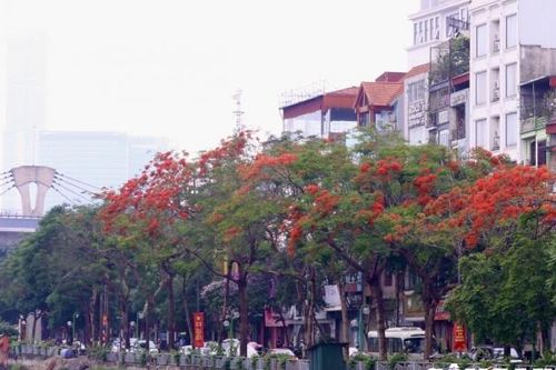 Hoa phượng vĩ khoe sắc đỏ rực rỡ khắp phố phường Hà Nội