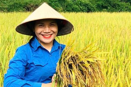 Sắc xanh tình nguyện xuống đồng gặt lúa giúp người dân giữa trời nắng nóng