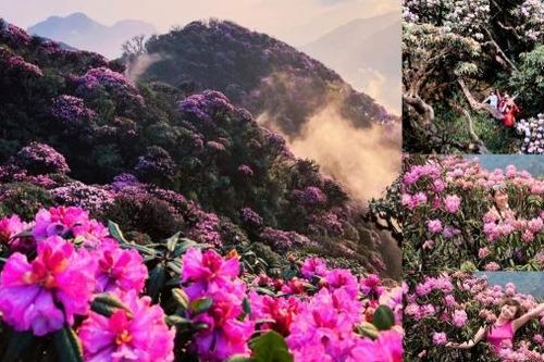'Lai Châu 4 mùa hoa rực rỡ'