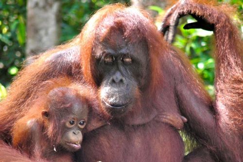 Malaysia xúc tiến 'Ngoại giao đười ươi'