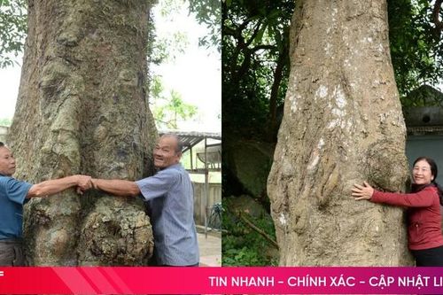 Ngắm cặp cây muỗm gần 600 năm tuổi ở Cẩm Xuyên