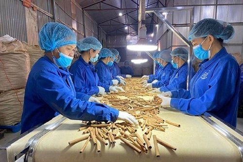 Xuất khẩu quế 4 tháng đầu năm đạt 65,2 triệu USD