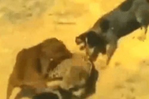 Clip: Báo đốm khổ sở vật lộn giữa bầy chó săn hung dữ, kết cục cuối cùng sẽ ra sao?
