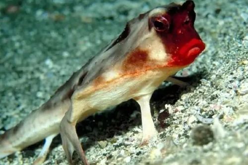 Mục sở thị loài cá có môi đỏ như tô son, không giỏi bơi lội mà đi bằng '4 chân'