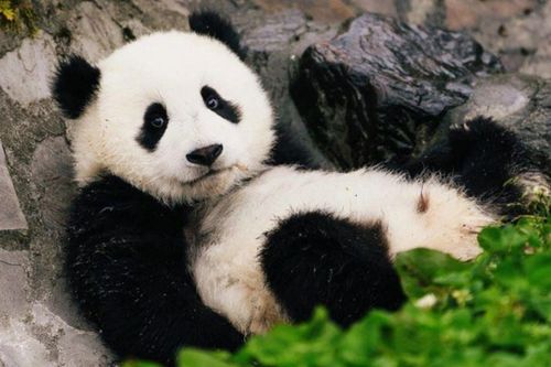 Loài động vật ngay cả sư tử cũng không dám động tới: Vẻ ngoài khiến nhiều người bị mắc lừa!