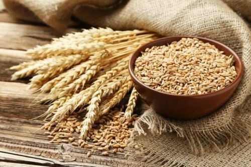 Giá lúa mì tăng có tác động đến an ninh lương thực toàn cầu?