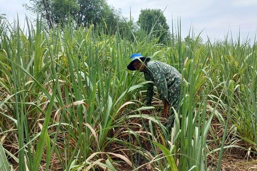 Công ty CP Nông nghiệp AgriS Gia Lai: Nỗ lực chống hạn trên cây mía