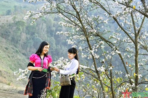 Năm cánh hoa ban