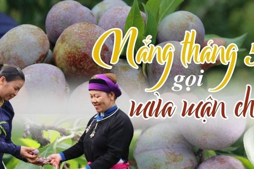 Nắng tháng 5 gọi mùa mận chín