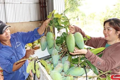 Sông Mã quản lý mã số vùng trồng cây ăn quả xuất khẩu