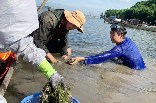 Bảo tồn thảm thực vật thủy sinh tại phá Tam Giang - Cầu Hai