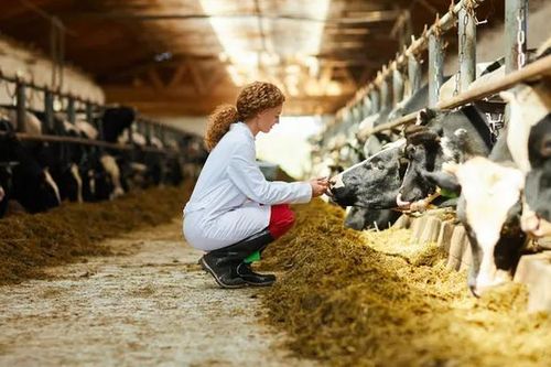 Mỹ chi 100 triệu USD giám sát cúm gia cầm