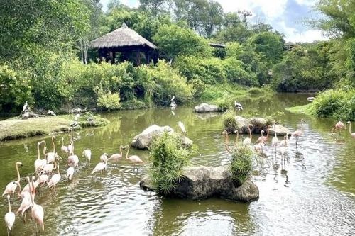 Hấp dẫn mùa hè đến Vinpearl Safari Phú Quốc khám phá thế giới động vật hoang dã