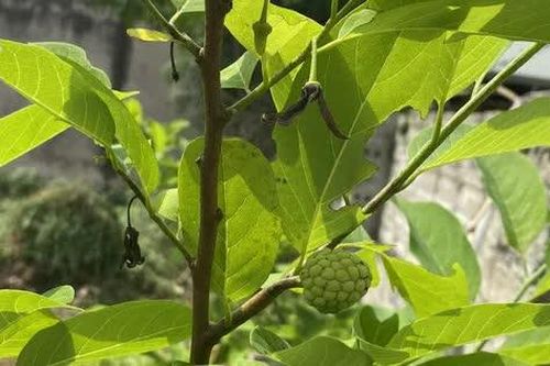 Ký ức tuổi thơ!