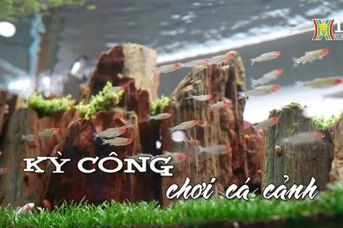 Kỳ công chơi cá cảnh | Nhịp sống Hà Nội | 11/05/2024