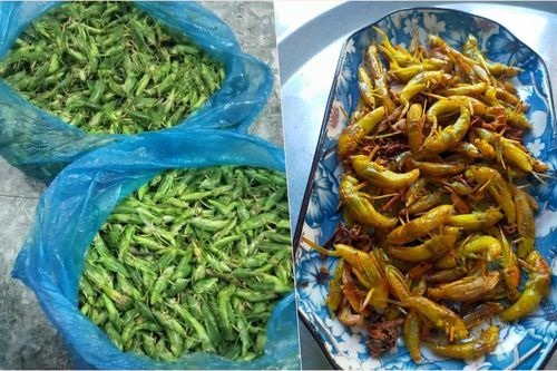 Loại côn trùng bay đầy đồng lúa có giá bán cao bất ngờ