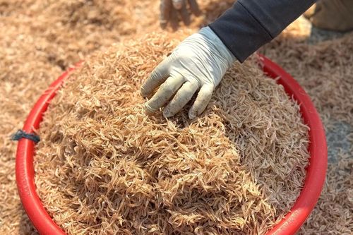 Ruốc xuất hiện dày đặc ở vùng biển gần bờ, ngư dân Quảng Ngãi trúng đậm