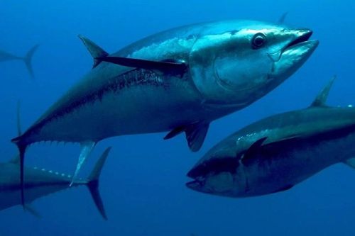 Cá biển hay cá nước ngọt tanh hơn?
