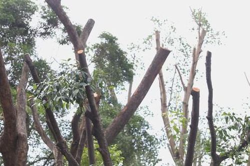 Có nên cắt trụi lá cây xanh trước mùa nắng nóng?