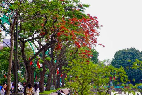Hoa phượng nhuộm đỏ phố phường Hà Nội