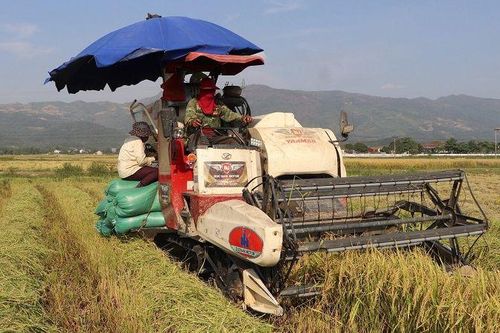 Rộn rã ngày mùa trên cánh đồng Mường Thanh